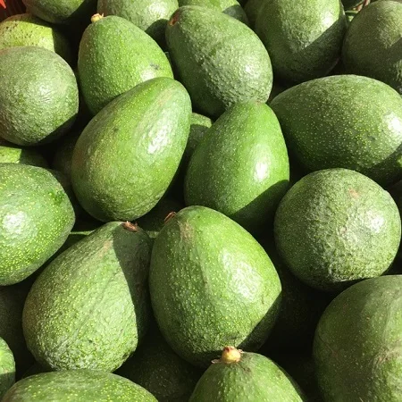 Organic Hass Avocado Best Quality Natural Fresh Produce for Sale Certified Organic Cultivation