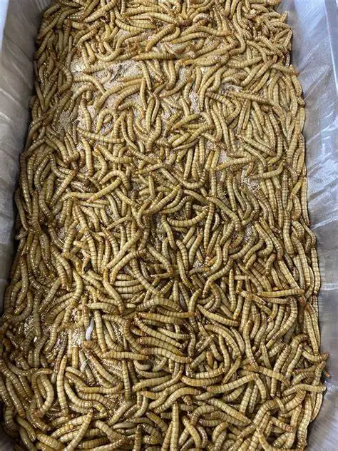 Dried Mealworm.22.jpg