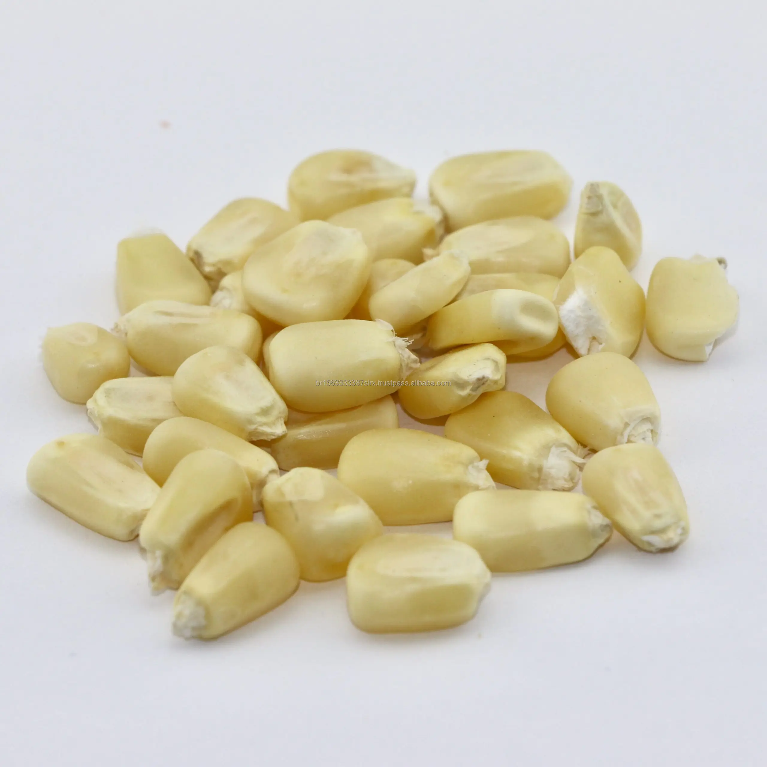 Grade 1 White Corn/Maize Non-GMO Dried 99.99% Purity 25/50 Kg PP Bags Pure Natural Non-Glutinous Human Consumption Animal Feed