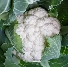 CAULIFLOWER.jpg