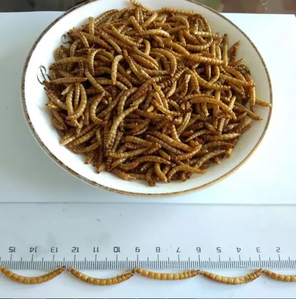 MEALWORM 4.JPG