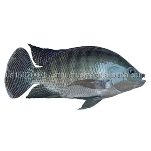 nile-tilapia-fish-500x500.jpg