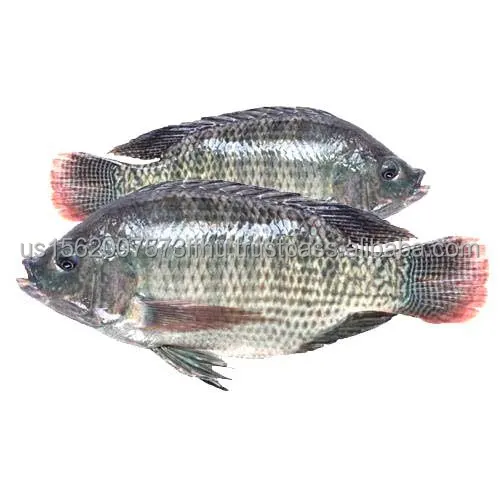 tilapia-fresh-fish-500x500.jpg