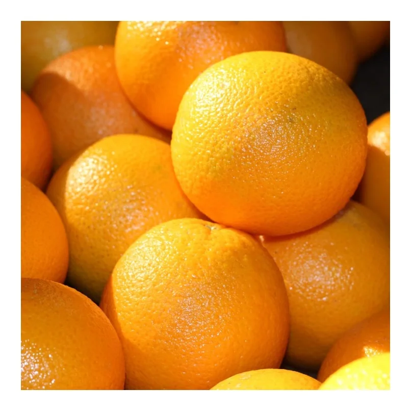 Valencia Oranges Fresh Produce Citrus From Egypt Fresh Fruits Bulk