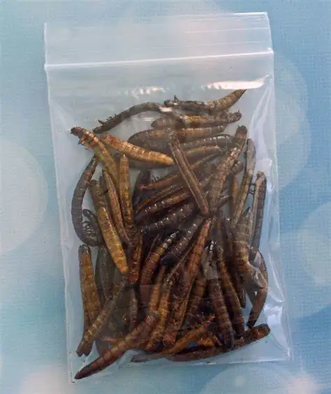 Dried Mealworm.18.jpg