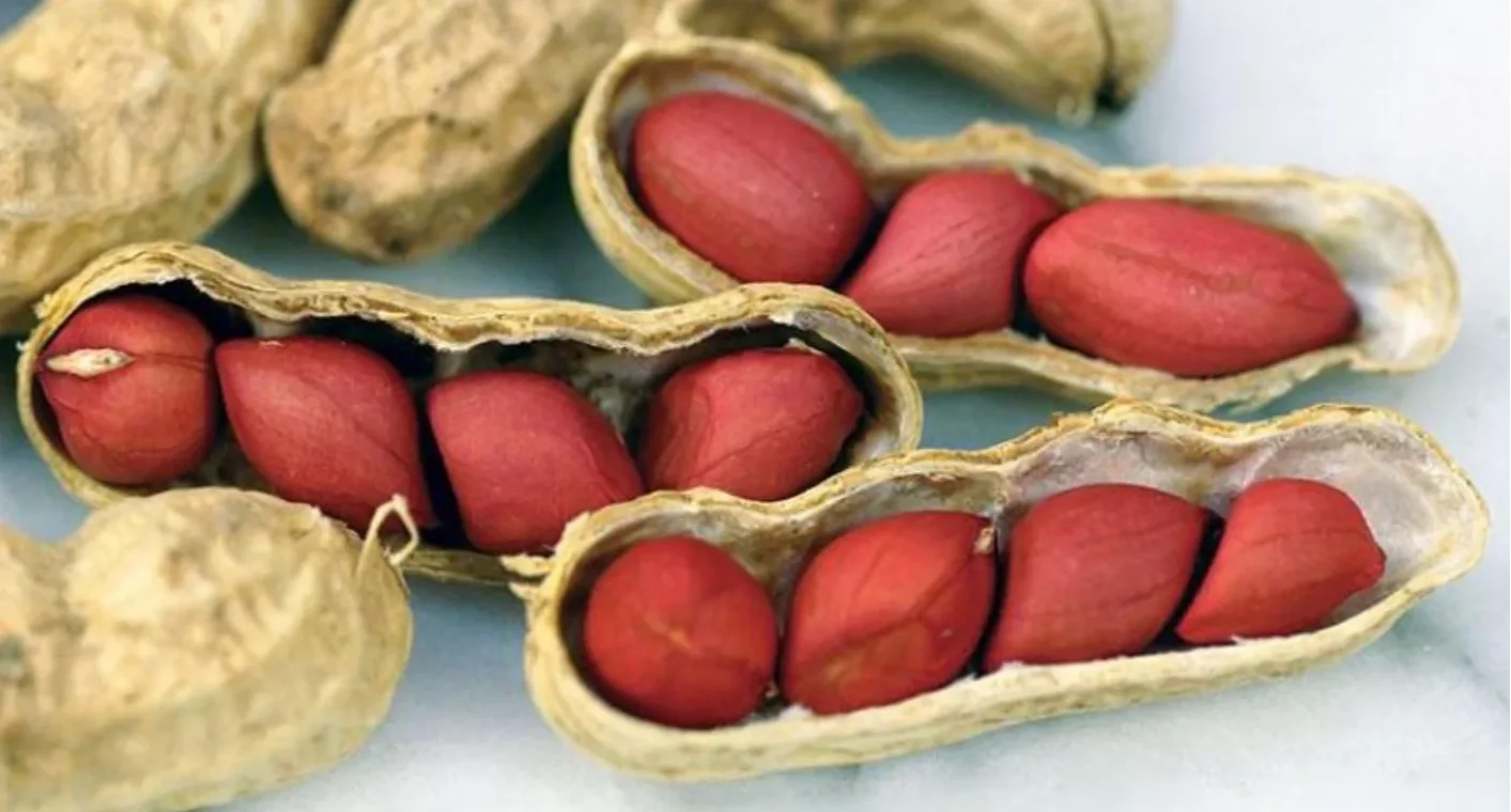 Valencia Peanuts Fresh and Dried Snack Food Raw and Blanched Peanut Grades