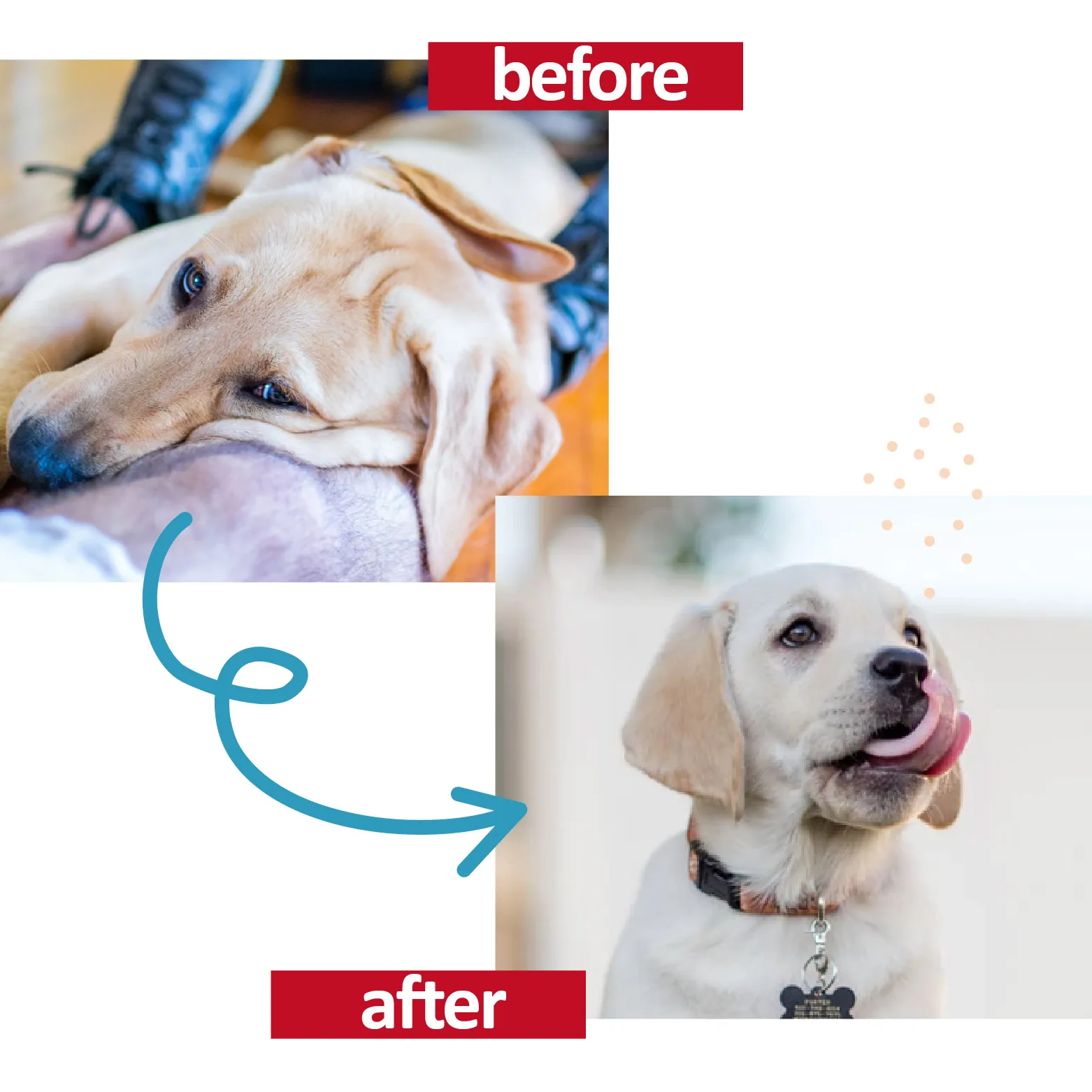  "The Ultimate Guide to Pet Grooming in Denver: Tips, Services, and Best Practices"