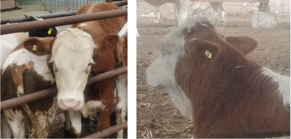 ET960 IP67-Rated Smart Temperature-Measuring Electronic Ear Tag with 2 Years Warranty for Livestock Tracking