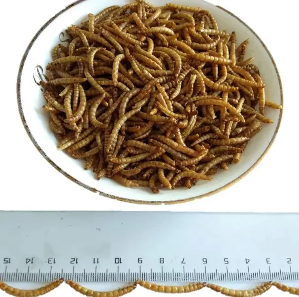 MEALWORMS 3.JPG