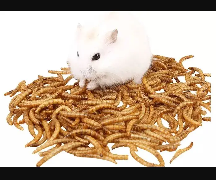 MEALWORM12.JPG