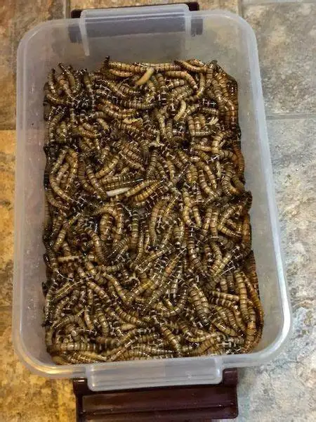 Dried Mealworm.21.jpg