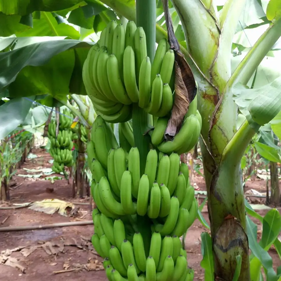 Natural Green Fresh Cavendish Bananas Available For Sale Buy Banana