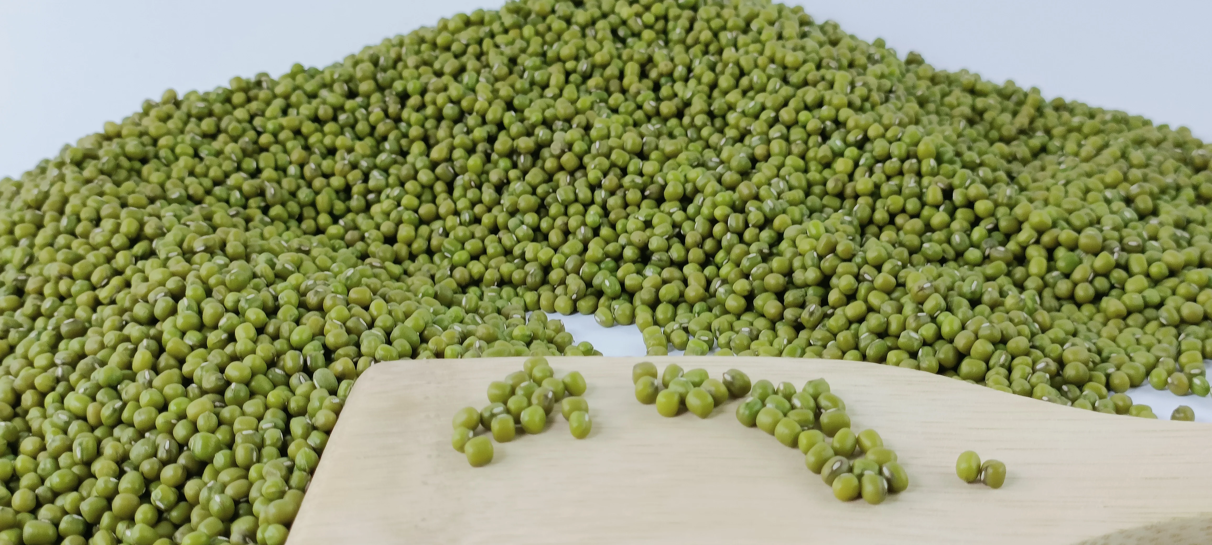 Ethiopian Green Mung Beans Crop Bright Green Handpicked And