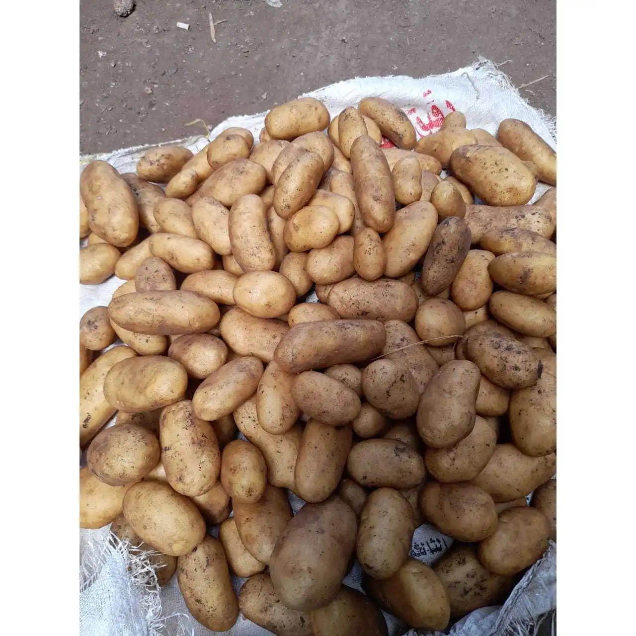 High Quality Fresh Potato Packed with Carton Egypt Factory Directly Export