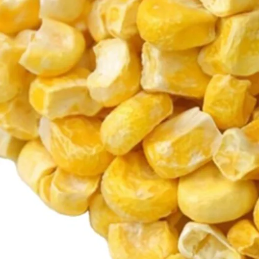 GRADE New Yellow Corn/Maize for Animal Feed & Human Premium Quality Dried Yellow Corn From Pakistan