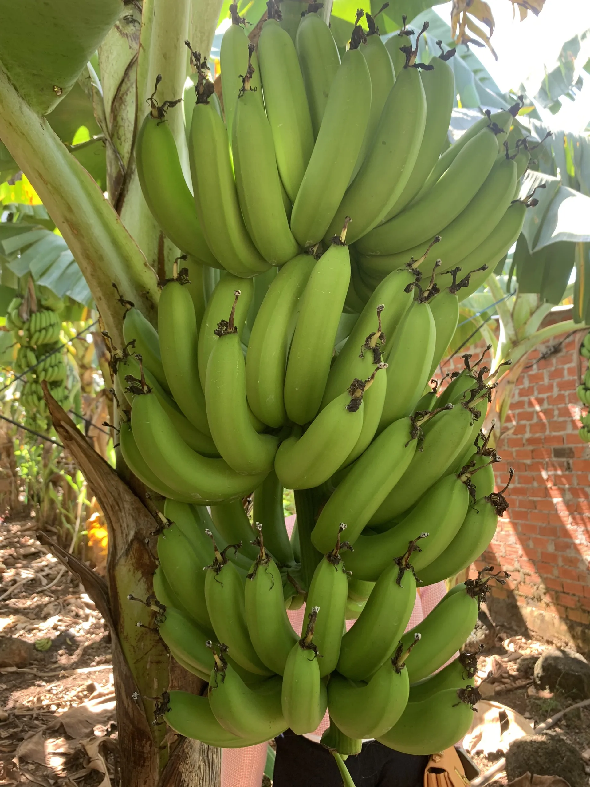 Fresh Cavendish Banana 100 Organic Green With High Quality Export