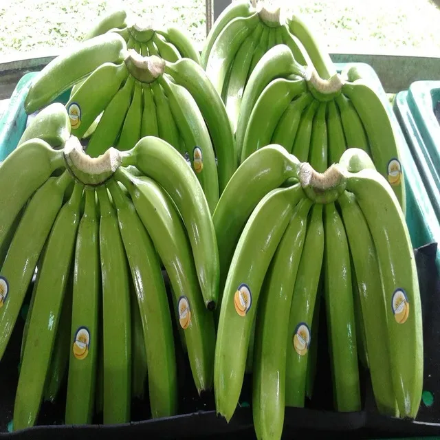 Hot Selling Organic Fresh Green Cavendish Bananas Tropical & Sub-Tropical Fruit Grade a 20kg Germany 2 Months Shelf Life