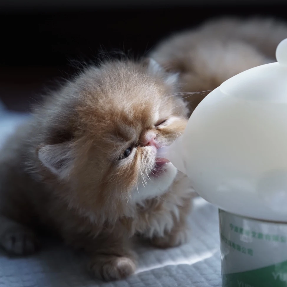 Can Kittens Drink Puppy Milk