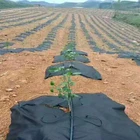 Fabric Spunbond Nonwoven Fabric Agriculture PP Nonwoven Fabric 55g