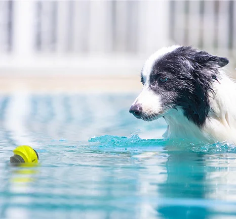 whistle ball dog toy