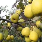 Pear Top Quality Export Price Sweet Fresh Chinese Golden Pear Snow Pear