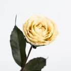 Roses White Hot-selling Dried Flowers Wholesale Price Handmade Dried Roses Flower