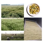 Tea Tea Good Natural Organic Dried Chamomile Flower Tea Good For Slimming And Health Herb Loose Leaf Tea