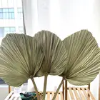 Natural Decoration Wholesale Natural Palm Leaf Dried Palm Leaves Flowers For Wedding Home Decoration