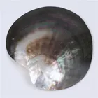 Sea Shell Wholesale Polished Natural 10*12cm Sea Shell For Carving And Decoration
