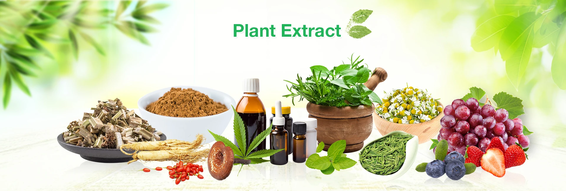 Plant extract