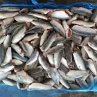 Seafood HACCP Chinese Factory Wholesale Seafood Round Scad For Sale Frozen Mackerel HGT Price