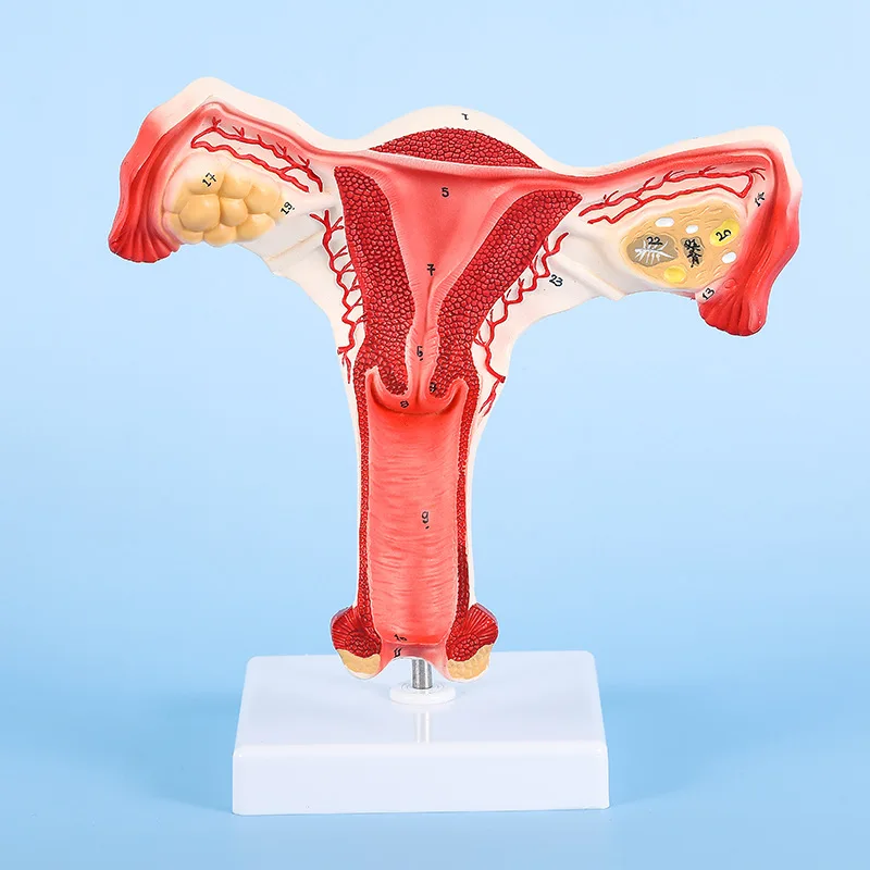 Anatomical Model Of Human Uterus For Medical Education Service Teaching