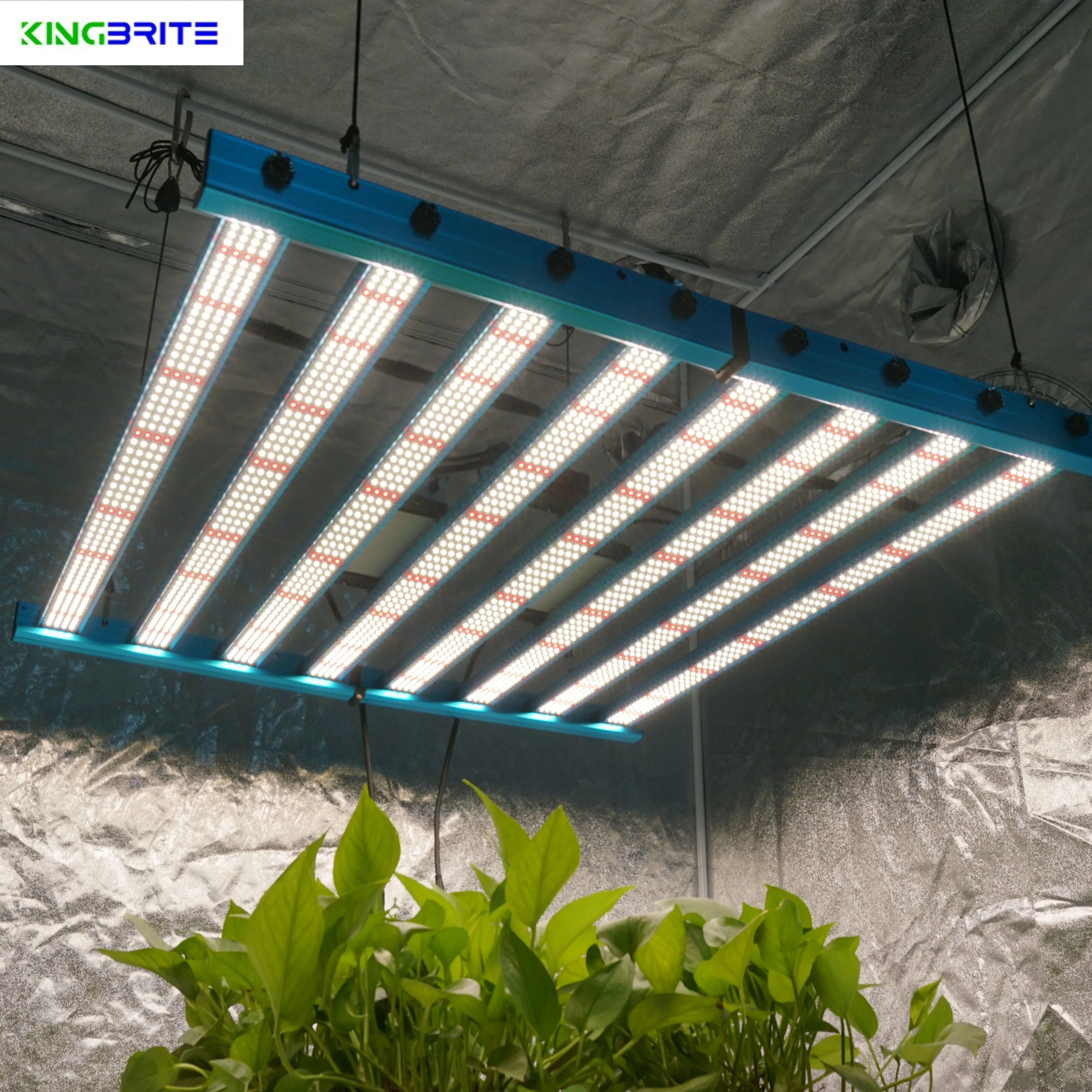 kingbright led grow lights