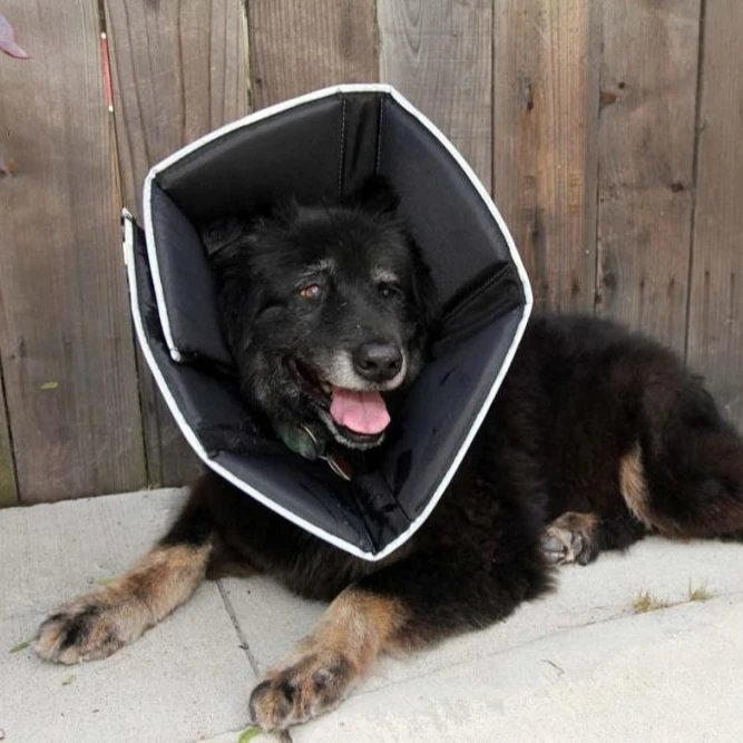 Comfy cone canada Clearance