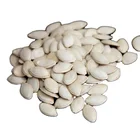 Competitive Shell Competitive Price High Quality White Shine Skin Raw In Shell Pumpkin Seeds Kernels