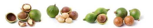 Cashew/Macadamia Nut Shelling Color Sorter Processing Machine Macadamia Nut Cracker supplier