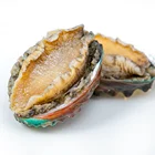 Abalone Abalone Captain Jiang Frozen Abalone In Shell