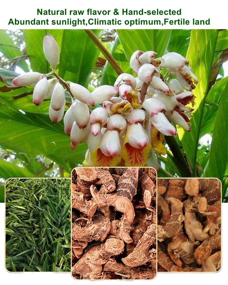 New Crop Alpinia High Quality Dried Galangal Natural Galanga Roots