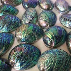 Abalone Shell Used In Native American Spiritual Smudge Kit Supplies New Zealand Abalone Shell