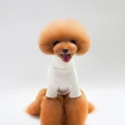 Dog Sweater Fashion Design Pet Dog Sweater Pet Apparel Clothes Multiple Sizes And Colors