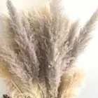 Flowers Christmas Decoration Flowers Natural Dried Pampas Grass Tall Pampas Grass