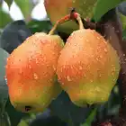 Red Fragrant Pear/Fresh Sweet Pear/pear