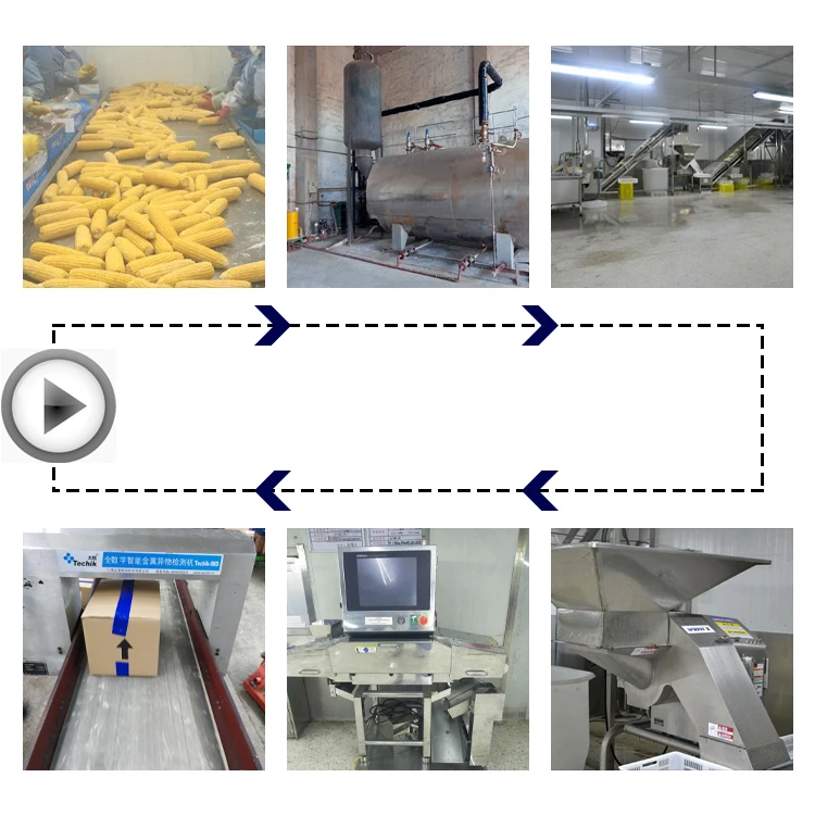 Factory Price Frozen Sweet Corn Cob Frozen Maize details
