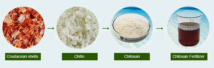 pure shrimp shell root functional agriculture chitosan liquid rooting fertilizer