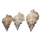 Sea Shells Big Shell Natural Sea Shells Crafts Room Decoration Ornaments And Big Conch Shell Wholesale
