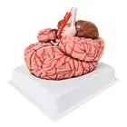 Life-size Human Anatomical Plastic PVC Skull Model Medical Teaching Detachable Brain Model