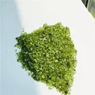 Peridot Stone Wholesale Natural Gravel Peridot Crystal Tumbled Bulk Stone Stone For Sale