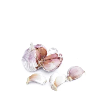 fresh new chinese wholesale garlic in low price