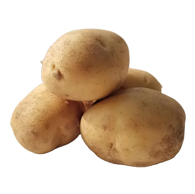 new crop fresh potato  factory low price Holland potato
