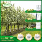 Pear Pear 2021 New Crop Of Fresh China Ya Pear/Singo Pear/Golden Pear For Sale Asian Pear Sand Pear